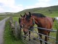 Longfield Equestrian Centre image 2