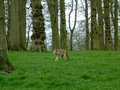 Longleat image 2