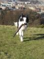 LoveHounds Edinburgh dog walkers image 1