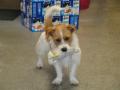 Lumley Pet Supplies image 6