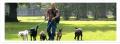 Man and Dog  Professional Dog Walker and Sitter image 1