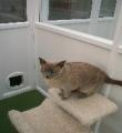 Martlets Cattery image 6