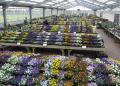 Meadow Croft Garden Centre image 6