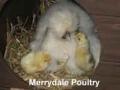 Merrydale Poultry image 3