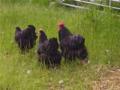Merrydale Poultry image 5