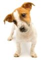 Microchipping- Doris Banham Dog Rescue image 2