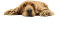 Microchipping- Doris Banham Dog Rescue logo