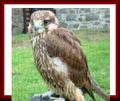 Mid Wales Falconry logo