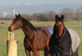 Monnington Equestrian image 1