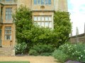 Montacute House image 8