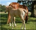 Mopley Farm Equestrian Centre image 3