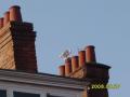 MrStacks51     Chimney Stack Specialist image 3