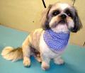Mutley Makeovers Dog Grooming image 2