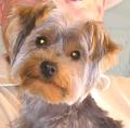 Mutley Makeovers Dog Grooming image 3