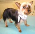 Mutley Makeovers Dog Grooming image 7