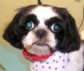 Mutley Makeovers Dog Grooming image 8