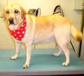 Mutley Makeovers Dog Grooming image 9