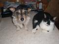Mutts & Moggies Pet Care Ltd image 4