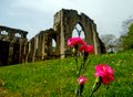 Netley Abbey image 5
