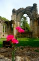 Netley Abbey image 8