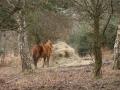 New Forest National Park image 3
