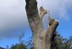 Newcastle Tree Surgeons image 5