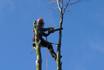 Newcastle Tree Surgeons image 7