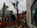 Newmarket Tree Surgery image 2