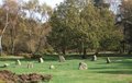 Nine Ladies Stone Circle image 2