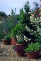 Norfolk Herbs image 1