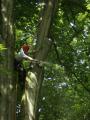 North Wales Tree Services logo