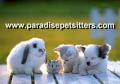 Nottingham pet sitters (Paradise Pet Sitters.com) Dog walking Nottingham image 2