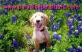 Nottingham pet sitters (Paradise Pet Sitters.com) Dog walking Nottingham image 3