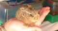 Oak and Furrows Wildlife Rescue Centre image 7