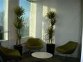 Office Plants  London and Surrey - Passiflora UK image 3