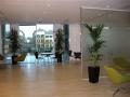 Office Plants  London and Surrey - Passiflora UK image 5