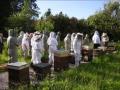 Ormskirk and Croston Beekeepers logo