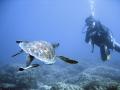 Oyster - Scuba Diving Courses in Surrey & Berkshire image 5