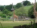 Paignton Zoo image 3