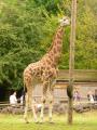 Paignton Zoo image 4