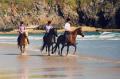 Parc-Le-Breos Riding Centre in Gower logo