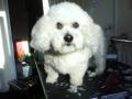 Pawfect Dog Grooming Service image 2