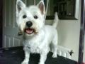 Pawfect Dog Grooming Service image 1