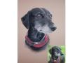 Pet Portraits from photographs image 5