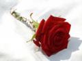 Petal Partners - Wedding Flowers Specialists image 3