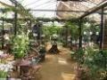 Petersham Nurseries image 1