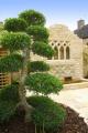 Phoenix Garden Design Ltd image 3