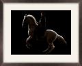Photohorse Equine Photography image 1