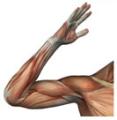 Physio Effects Physiotherapy logo