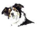 PlayNLearn Dog Training logo
